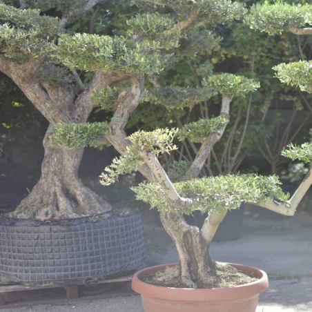 🌿 Bonsai din Măslin – Plantă Mediteraneană pentru Gradini de vis