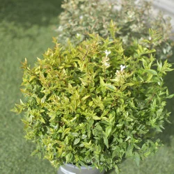 Abelia Kaleidoscope – Arbust decorativ cu frunziș multicolor și formă globulară