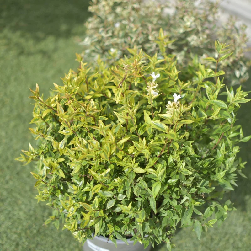 Abelia Kaleidoscope – Arbust decorativ cu frunziș multicolor și formă globulară