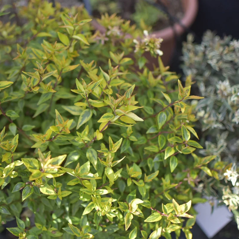 Abelia Kaleidoscope – Arbust decorativ cu frunziș multicolor și formă globulară
