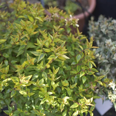 Abelia Kaleidoscope – Arbust decorativ cu frunziș multicolor și formă globulară
