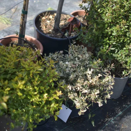 Abelia Konfetti – Arbust decorativ cu frunziș pestriț alb-verde și flori parfumate