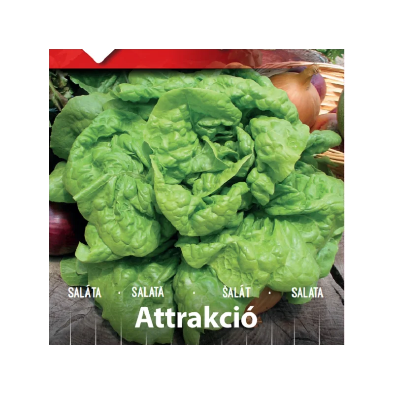 Seminte de salata Attrakció
