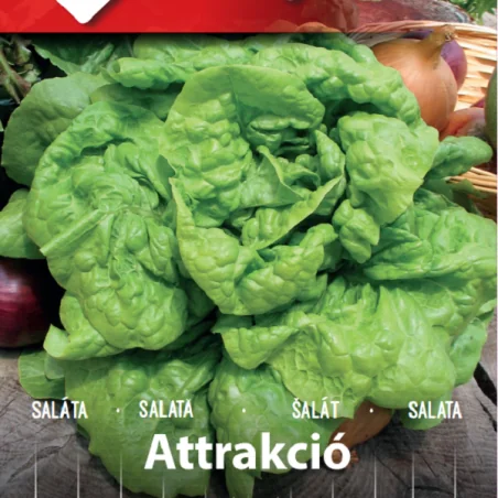 Seminte de salata Attrakció