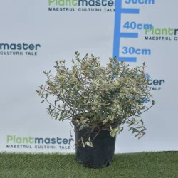 Abelia Konfetti – Arbust decorativ cu frunziș pestriț alb-verde și flori parfumate