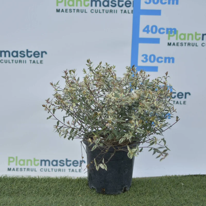 Abelia Konfetti – Arbust decorativ cu frunziș pestriț alb-verde și flori parfumate