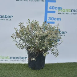 Abelia Konfetti – Arbust decorativ cu frunziș pestriț alb-verde și flori parfumate