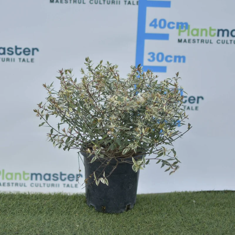 Abelia Konfetti – Arbust decorativ cu frunziș pestriț alb-verde și flori parfumate