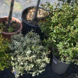 Abelia Konfetti – Arbust decorativ cu frunziș pestriț alb-verde și flori parfumate