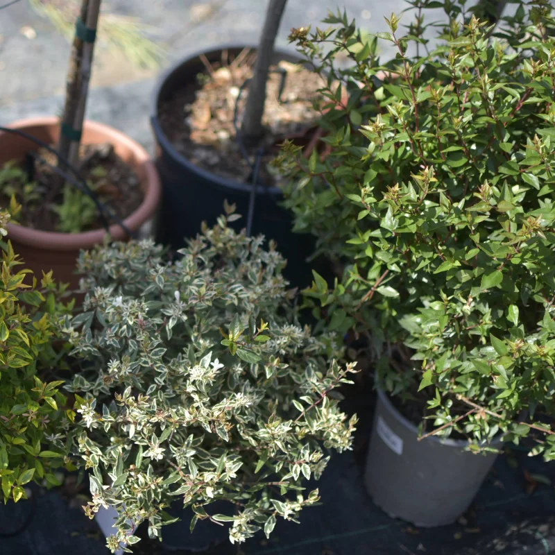 Abelia Konfetti – Arbust decorativ cu frunziș pestriț alb-verde și flori parfumate