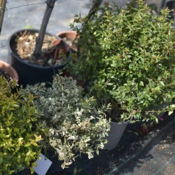 Abelia Konfetti – Arbust decorativ cu frunziș pestriț alb-verde și flori parfumate