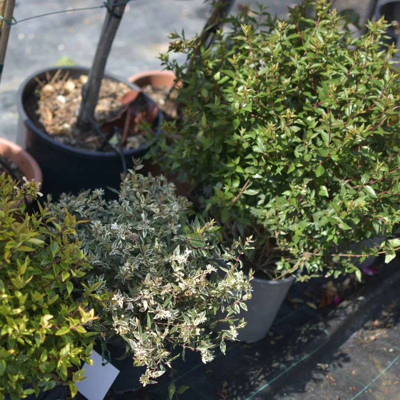 Abelia Konfetti – Arbust decorativ cu frunziș pestriț alb-verde și flori parfumate