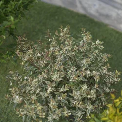 Abelia Konfetti – Arbust decorativ cu frunziș pestriț alb-verde și flori parfumate