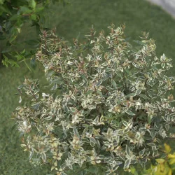 Abelia Konfetti – Arbust decorativ cu frunziș pestriț alb-verde și flori parfumate