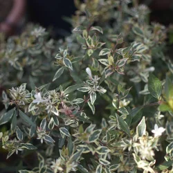 Abelia Konfetti – Arbust decorativ cu frunziș pestriț alb-verde și flori parfumate