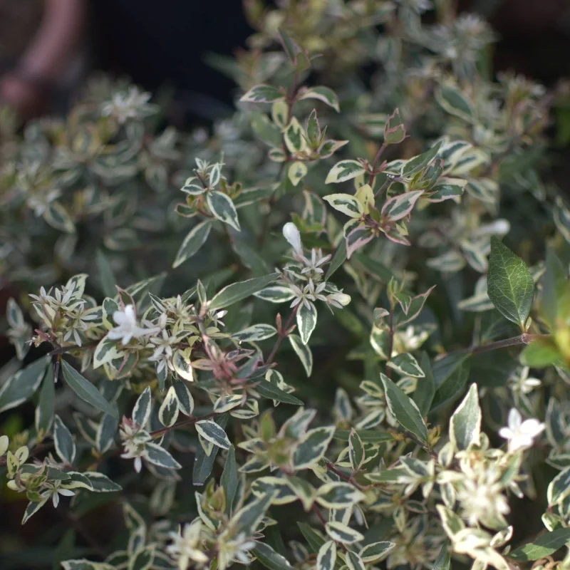 Abelia Konfetti – Arbust decorativ cu frunziș pestriț alb-verde și flori parfumate