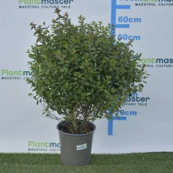 Abelia compacta 3L – Arbust decorativ cu formă rotundă și flori parfumate