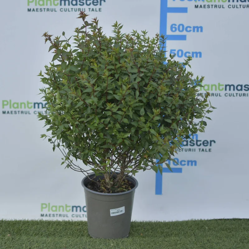 Abelia compacta 3L – Arbust decorativ cu formă rotundă și flori parfumate