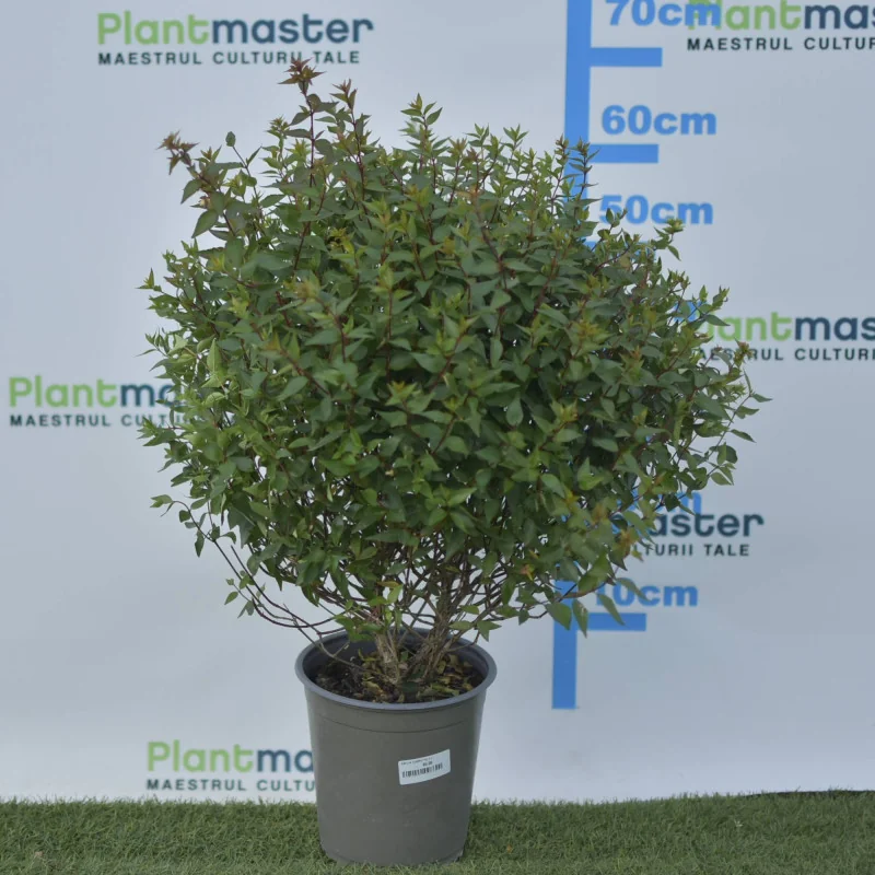 Abelia compacta 3L – Arbust decorativ cu formă rotundă și flori parfumate