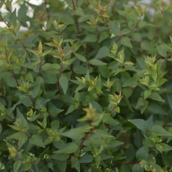 Abelia compacta 3L – Arbust decorativ cu formă rotundă și flori parfumate
