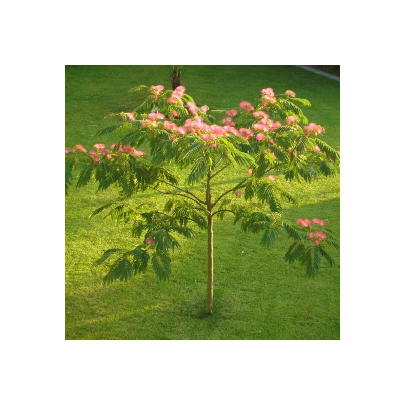 Albitsia Julibrisin 100 cm -Arbore de Mătase cu frunze exotice și flori roz-puf