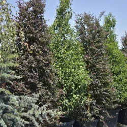 Loropetalum chinense Con 160 cm Premium – Arbust ornamental conic de lux, cu frunze roșii și flori roz