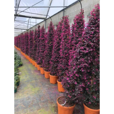 Loropetalum chinense Con 110-120 cm – Arbust ornamental conic de lux, cu frunze roșii și flori roz