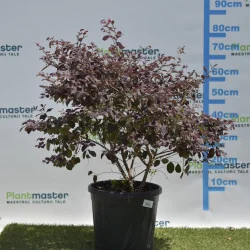 Loropetalum Tufa