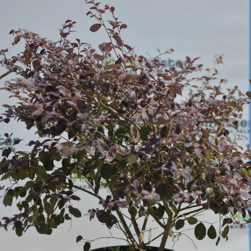 Loropetalum Tufa