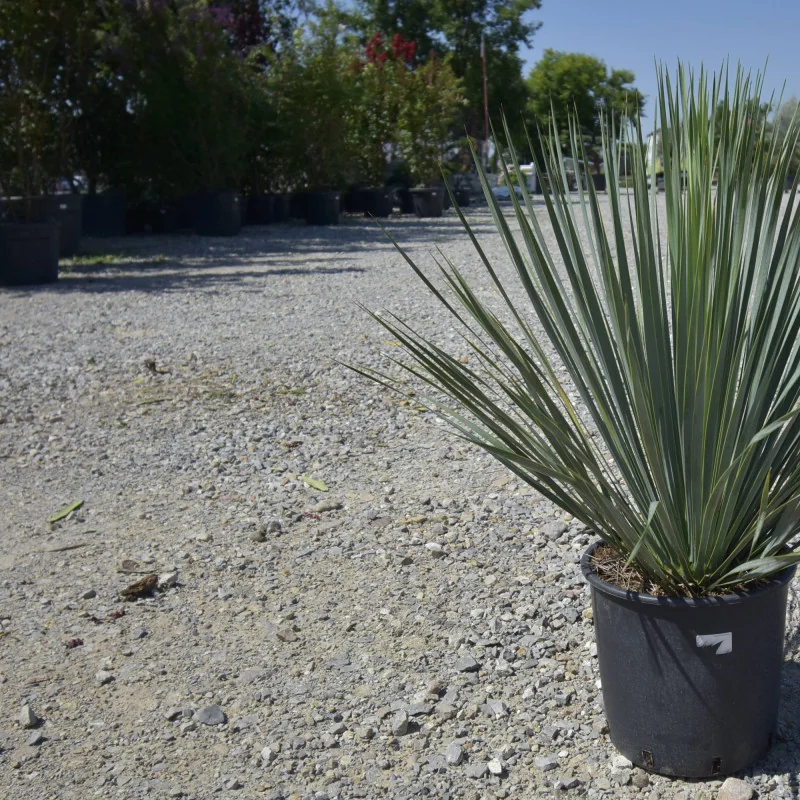 Yucca Rostrata Mic 1 tulpina