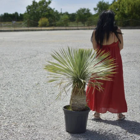 Yucca rostrata 110 cm V1– plantă exotică spectaculoasă, rezistentă și decorativă