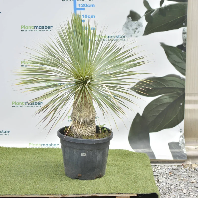 Yucca rostrata 110-120 cm V2– plantă exotică spectaculoasă, rezistentă și decorativă
