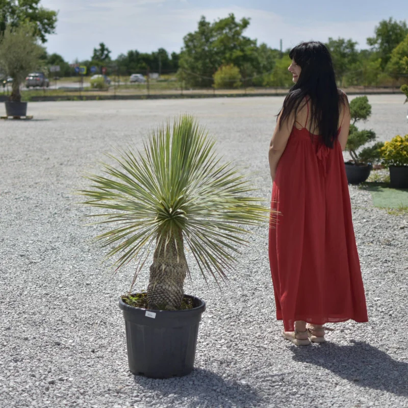 Yucca rostrata 110-120 cm V2– plantă exotică spectaculoasă, rezistentă și decorativă