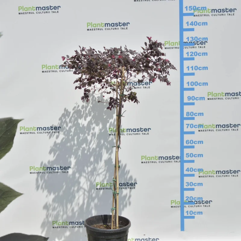 Loropetalum chinense copăcel 120–130 cm – Arbust ornamental pe tulpină, cu frunze roșii și flori roz