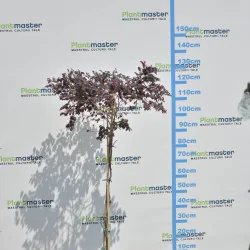Loropetalum chinense copăcel 120–130 cm – Arbust ornamental pe tulpină, cu frunze roșii și flori roz