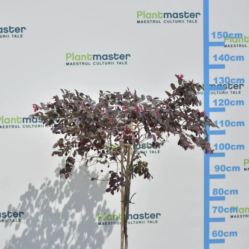 Loropetalum chinense copăcel 120–130 cm – Arbust ornamental pe tulpină, cu frunze roșii și flori roz