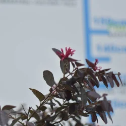 Loropetalum chinense copăcel 120–130 cm – Arbust ornamental pe tulpină, cu frunze roșii și flori roz