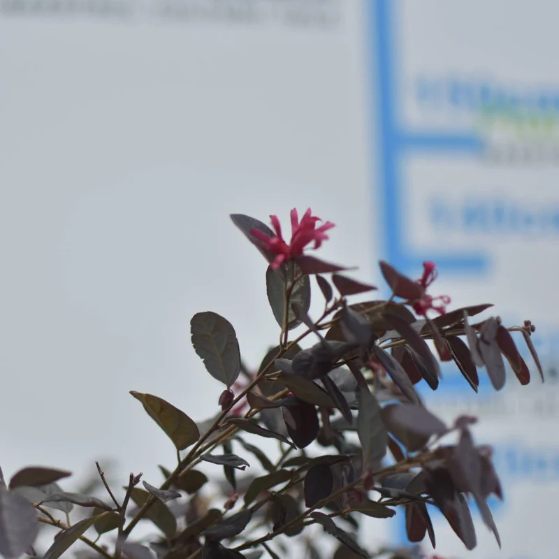 Loropetalum chinense copăcel 120–130 cm – Arbust ornamental pe tulpină, cu frunze roșii și flori roz