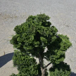 Picea obtusa ‘Nana’ pe port înalt – Conifer ornamental cu coroană compactă
