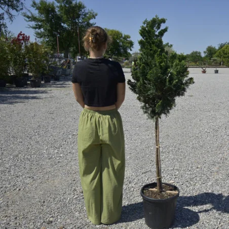 Picea obtusa ‘Nana’ pe port înalt – Conifer ornamental cu coroană compactă