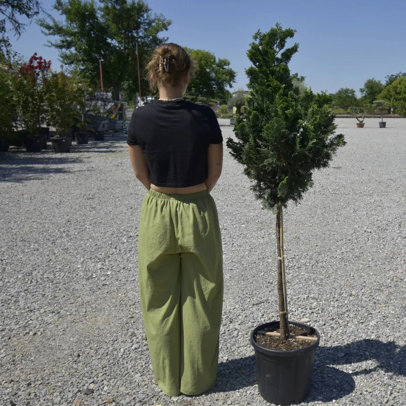 Picea obtusa ‘Nana’ pe port înalt – Conifer ornamental cu coroană compactă