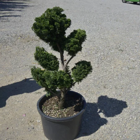 Chamaecyparis obtusa ‘Nana Gracilis’ Bonsai sau PomPom– Conifer japonez miniatural, elegant
