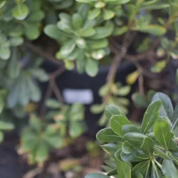 Pittosporum tobira ‘Nana’ GLOB 50-60cm – Arbust ornamental compact, veșnic verde