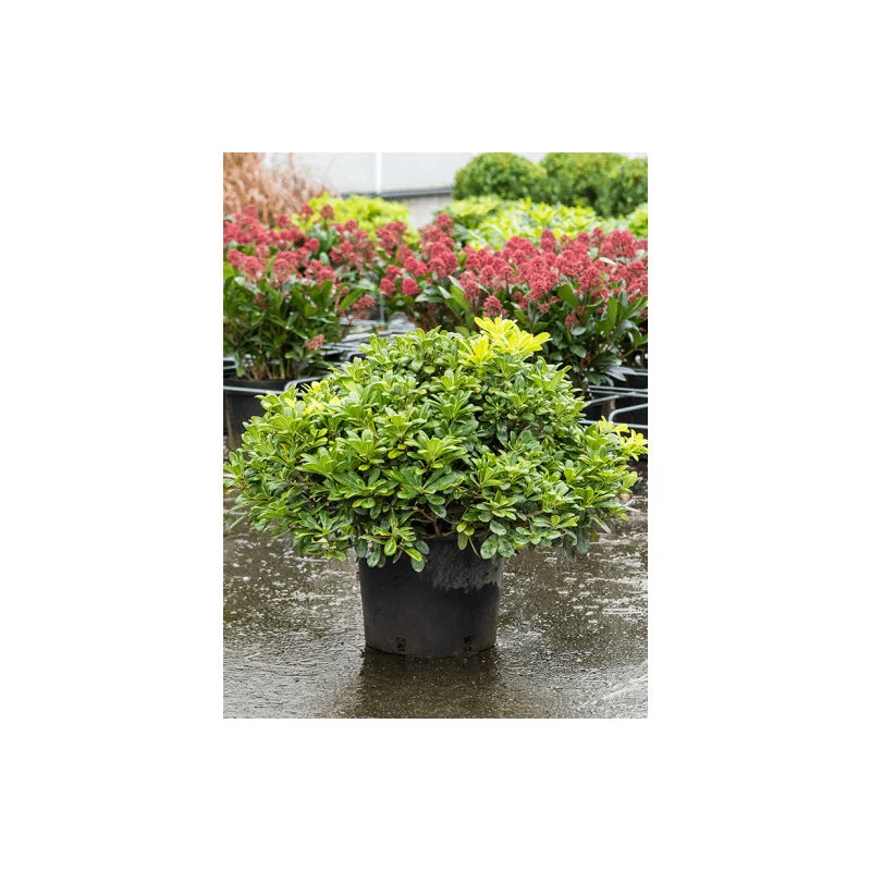 Pittosporum tobira ‘Nana’ GLOB 50-60cm – Arbust ornamental compact, veșnic verde