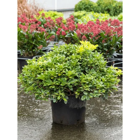 Pittosporum tobira ‘Nana’ GLOB 50-60cm – Arbust ornamental compact, veșnic verde