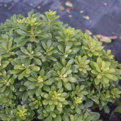 Pittosporum tobira ‘Nana’ GLOB 30-35 cm – Arbust ornamental compact, veșnic verde