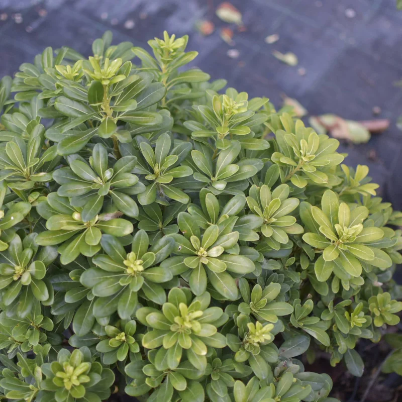 Pittosporum tobira ‘Nana’ GLOB 30-35 cm – Arbust ornamental compact, veșnic verde