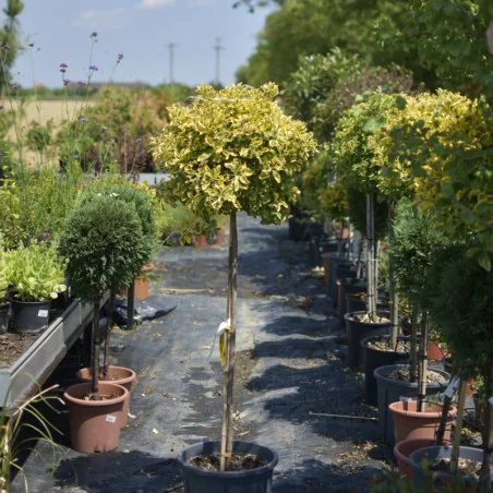 Euonymus ‘Bravo’ Copăcel 1,5-1,6m – Arbust ornamental pe tulpină cu frunziș decorativ