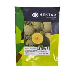 Pepene galben LETEA F1 – Hektar, 50 semințe