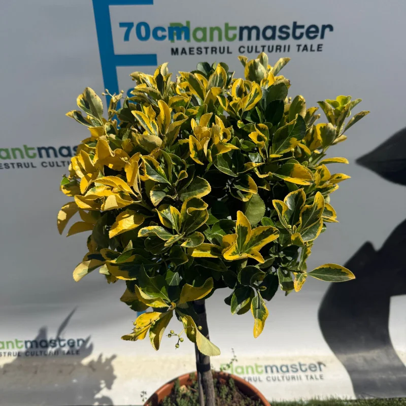 Euonymus Aurea Copăcel 70 cm – Arbust decorativ cu frunze aurii pe port inalt| PlantMaster.ro
